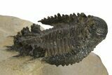 Lichid Trilobite (Akantharges) - Very Large For Species #243842-2